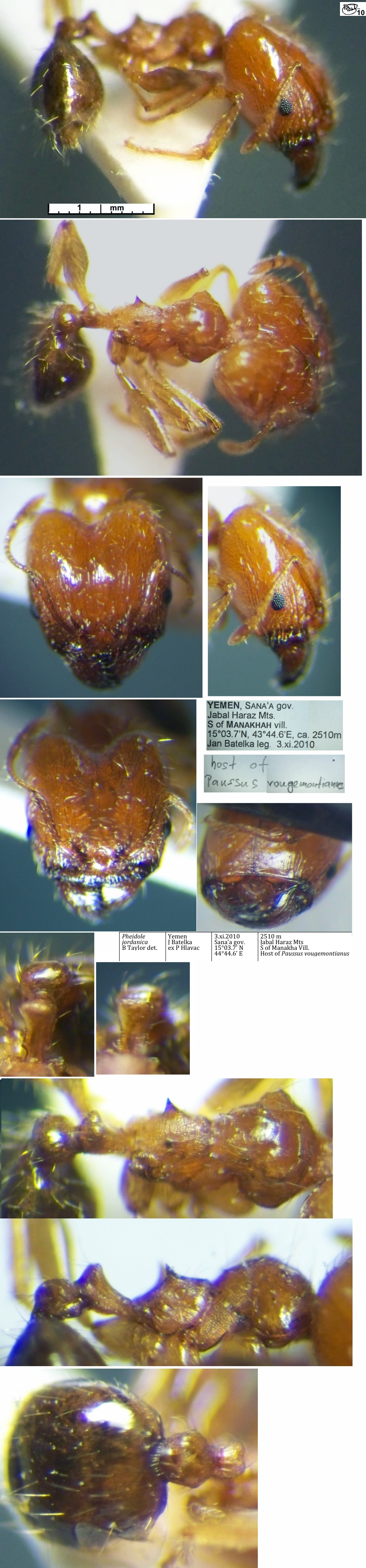 {Pheidole jordanica major}