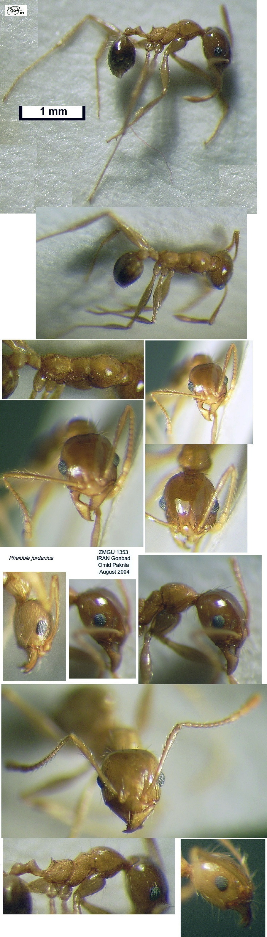 {Pheidole jordanica minor}