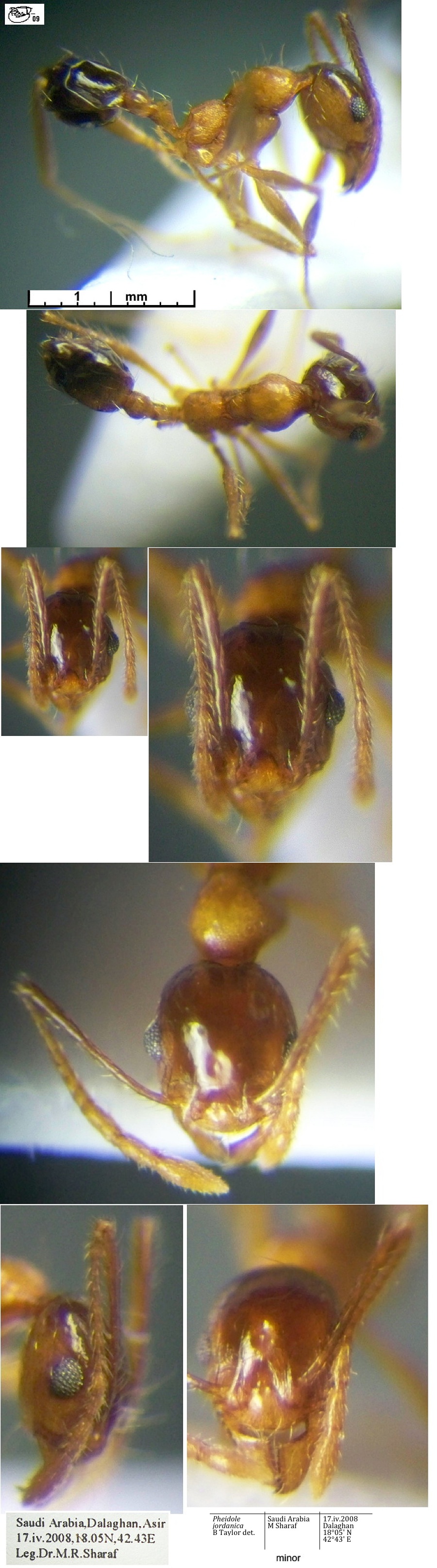 {Pheidole jordanica minor}