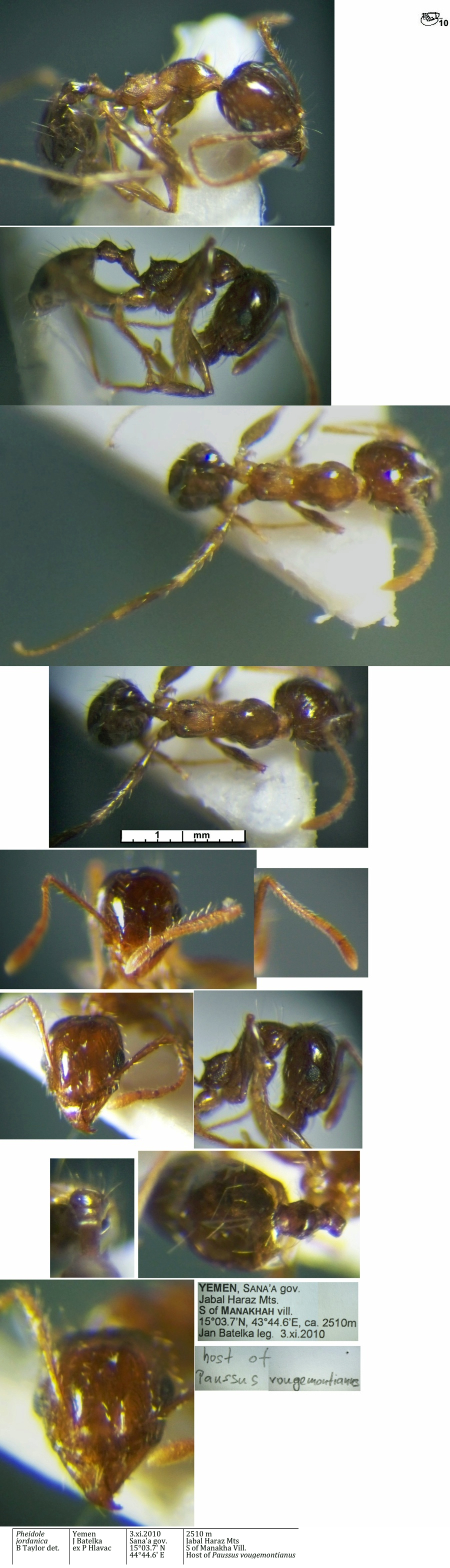 {Pheidole jordanica minor}