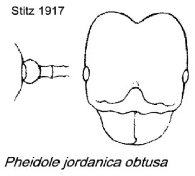 {Pheidole jordanica obtusa}