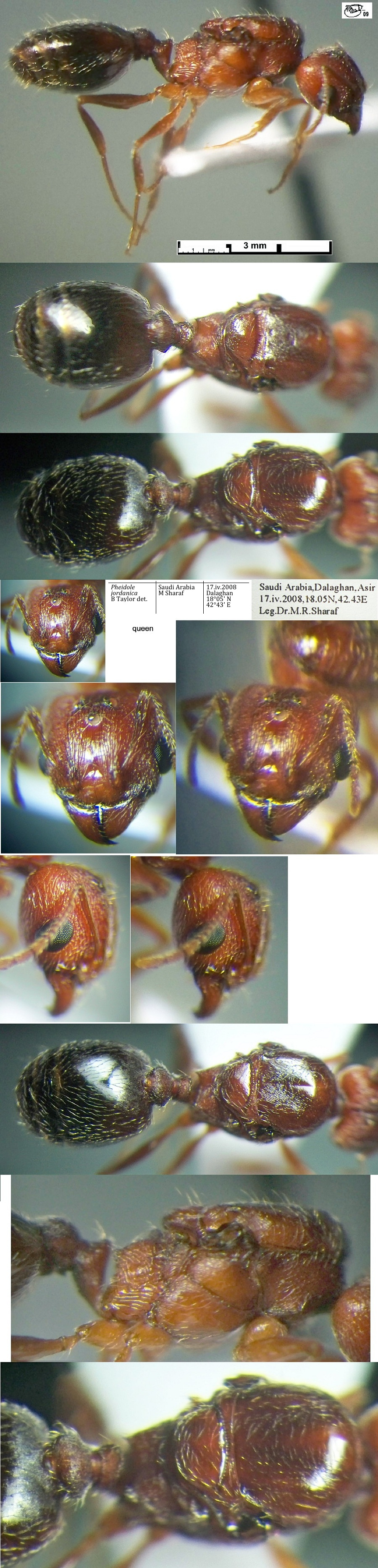 {Pheidole jordanica minor}