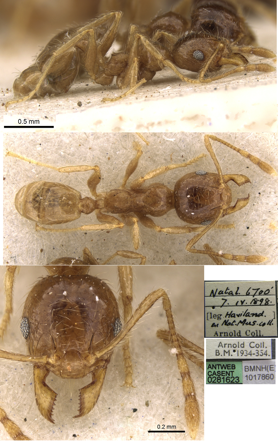 {Pheidole kitschneri minor}