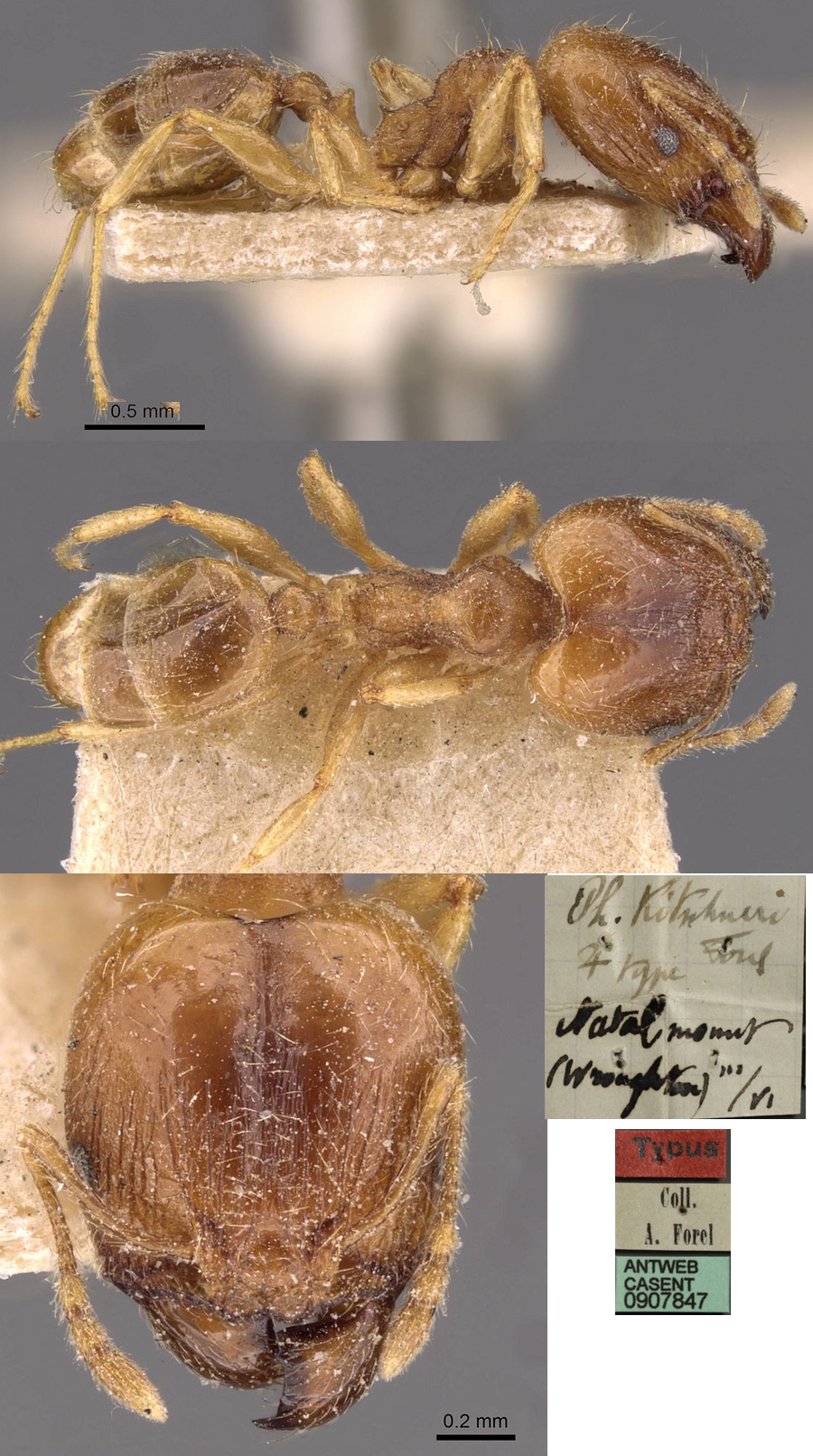 {Pheidole kitschneri major}