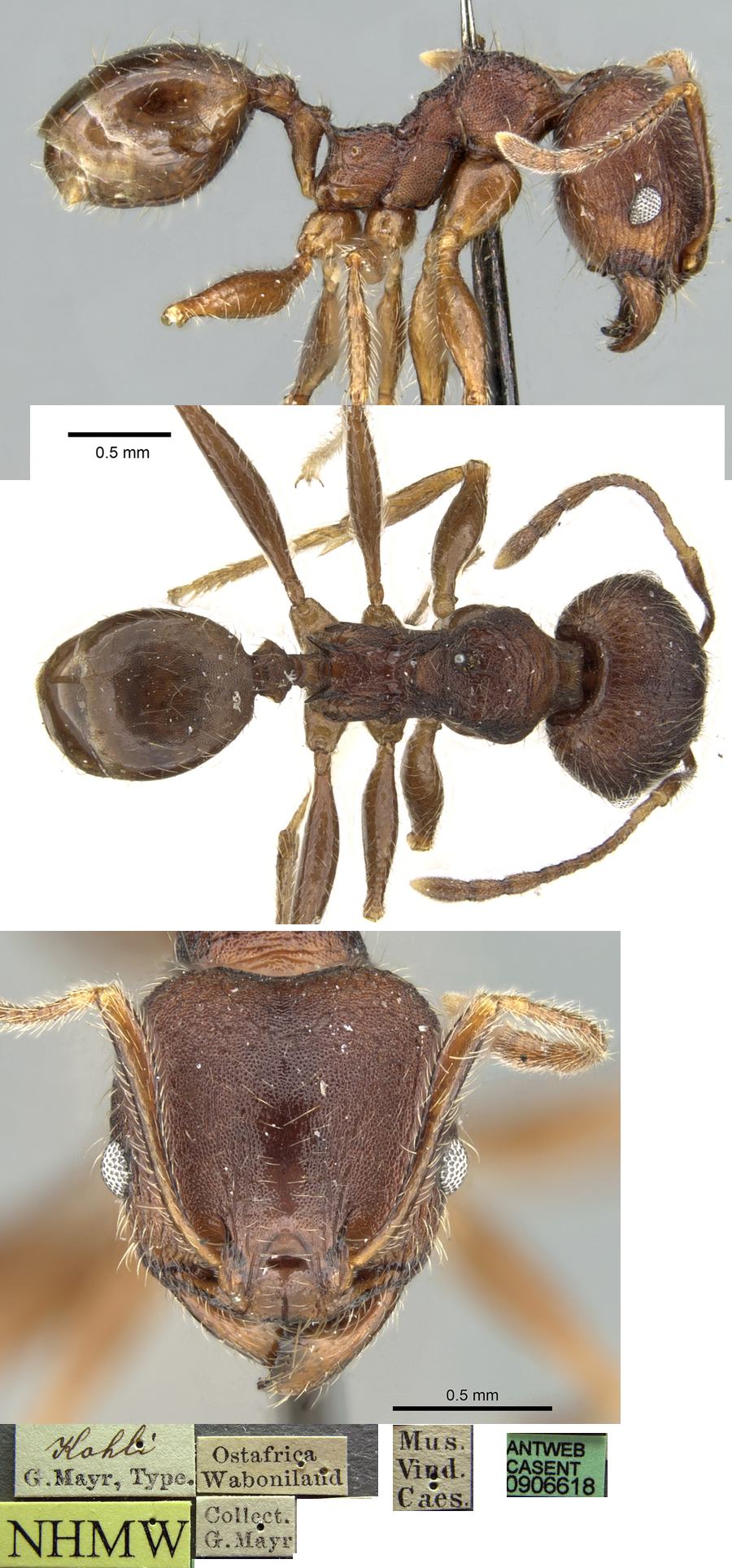 {Pheidole kohli minor}