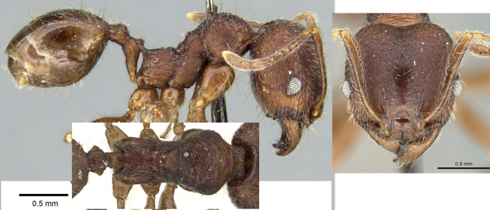 Pheidole kohli minor