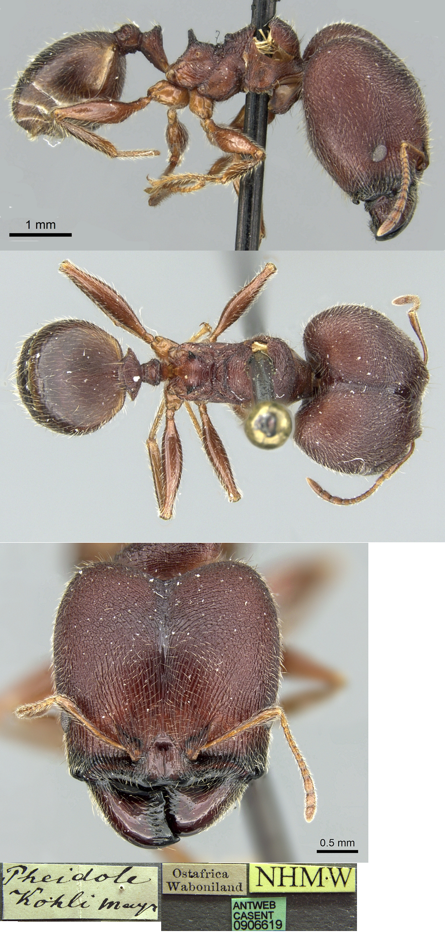 {Pheidole kohli major}