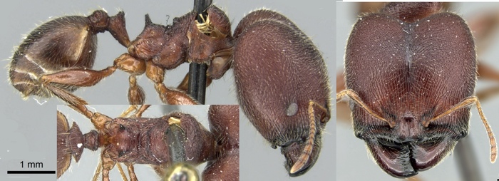 Pheidole kohli major