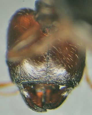{Pheidole laticeps}