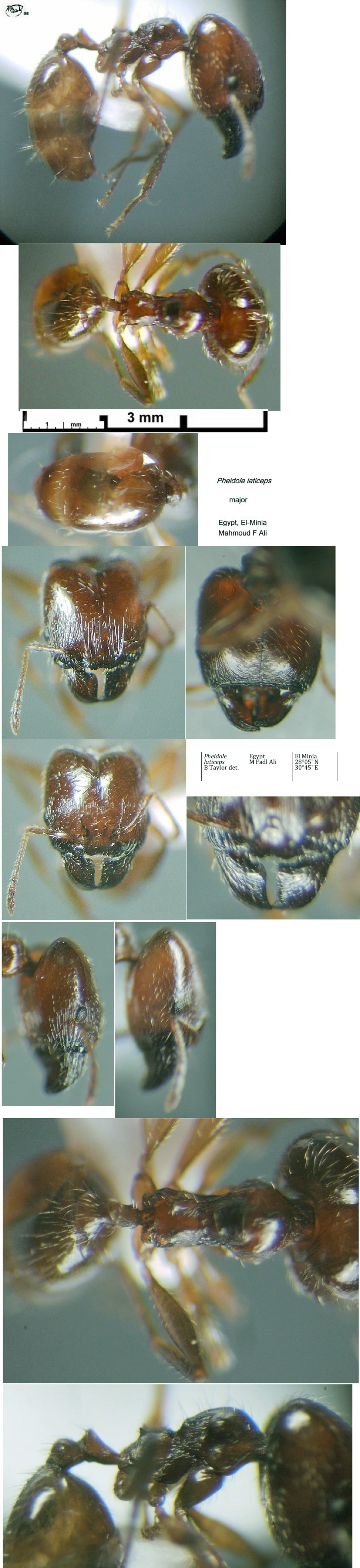 {Pheidole laticeps}