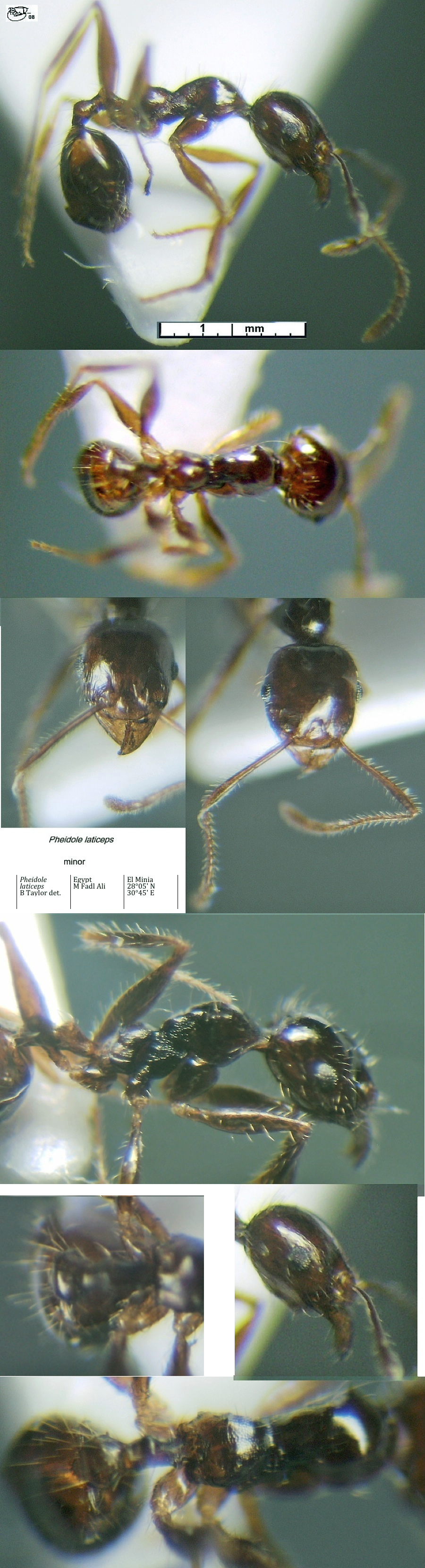 {Pheidole laticeps minor}