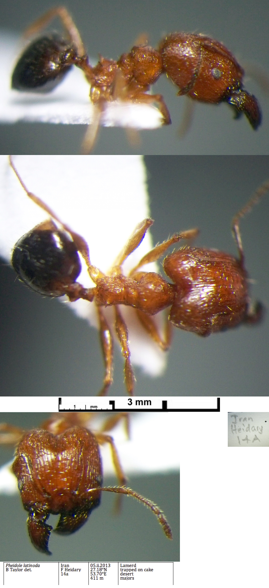 {Pheidole latinoda major}