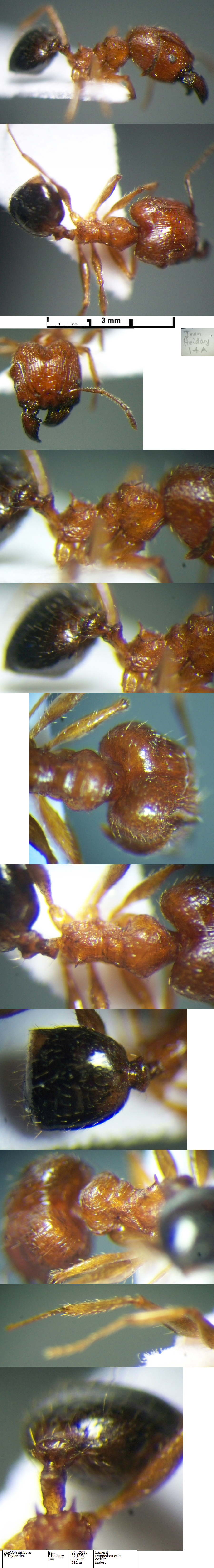 {Pheidole latinoda major}