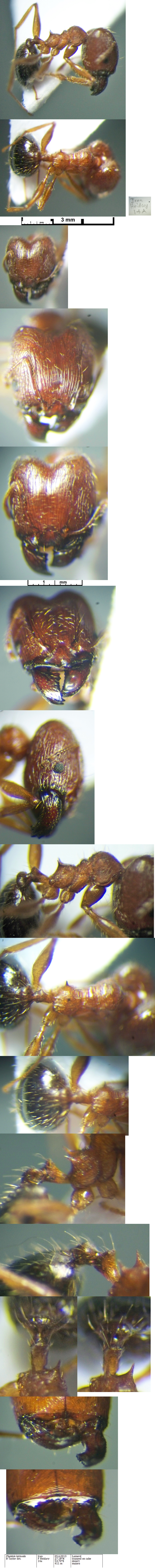 {Pheidole latinoda major}