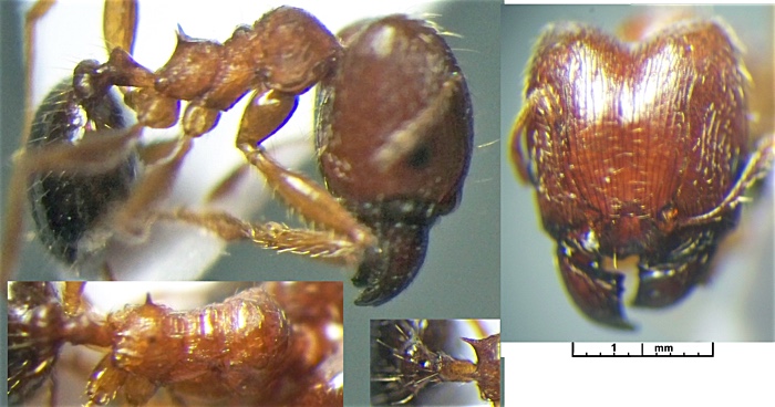 Pheidole latinoda