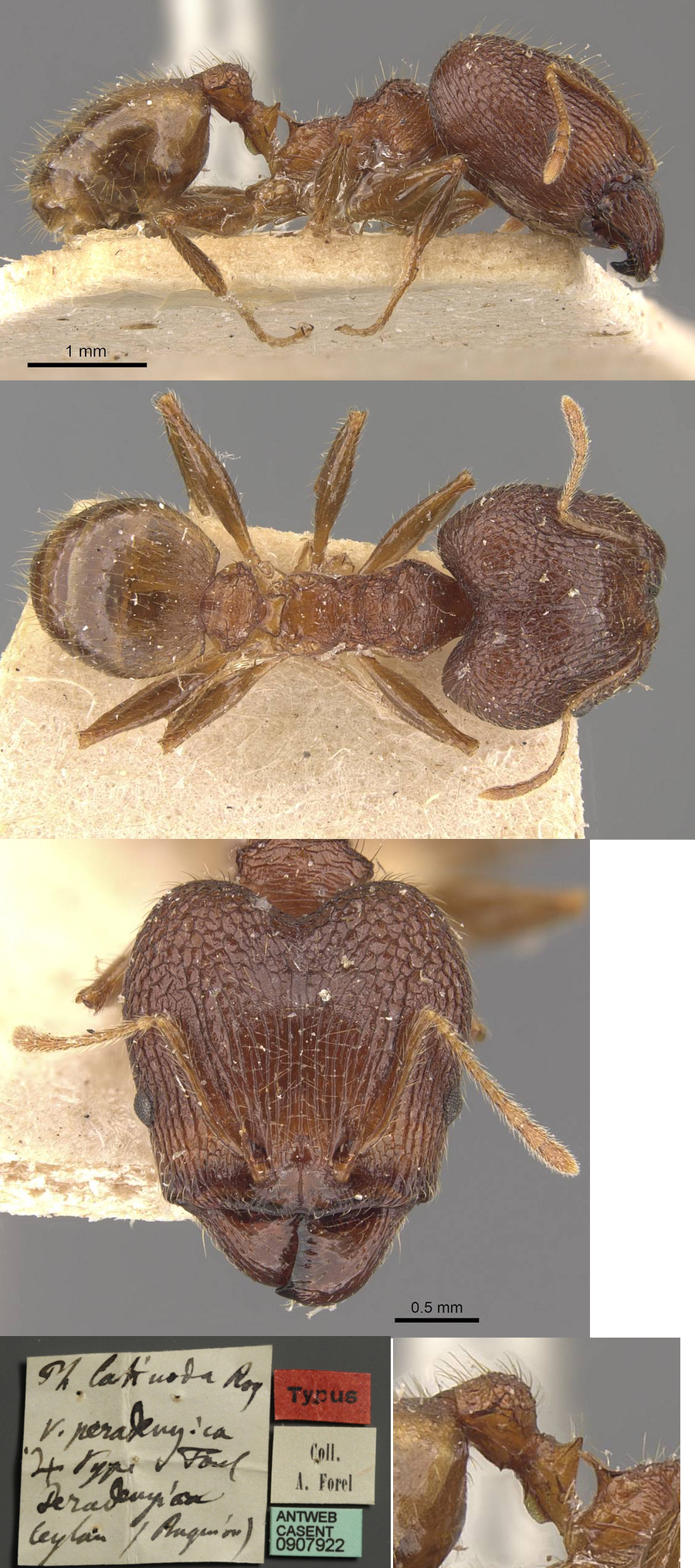 {Pheidole peradeniyae}