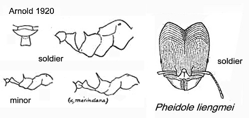 {Pheidole liengmei}