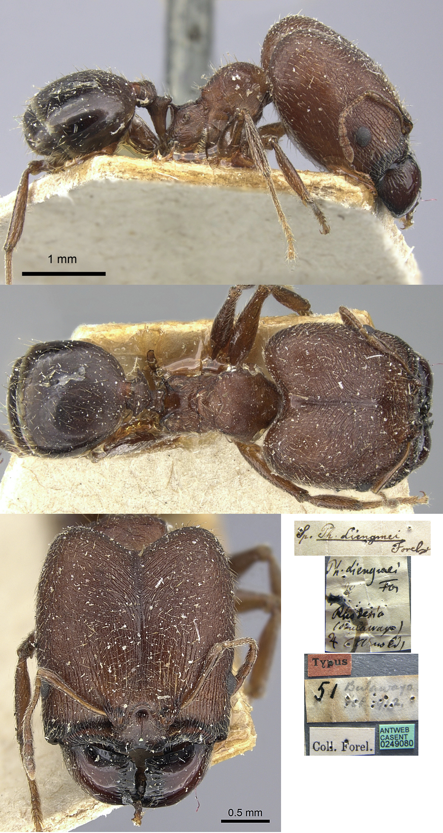 Pheidole liengmei major