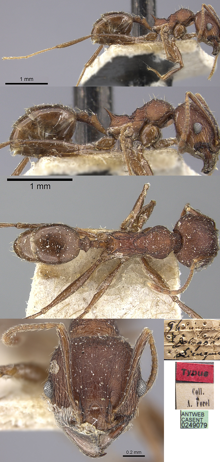 Pheidole liengmei minor