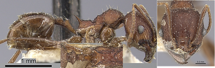 {Pheidole liengmei minor}