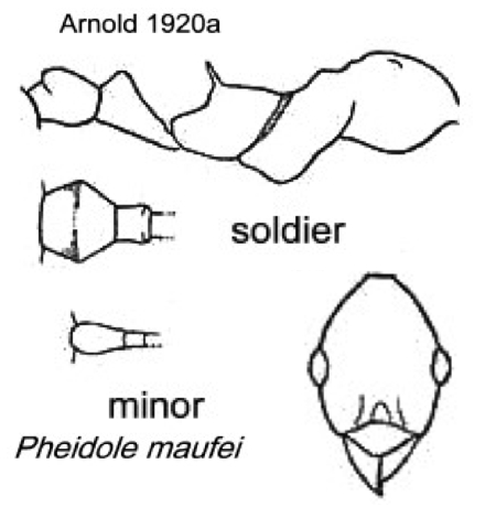 {Pheidole maufei}