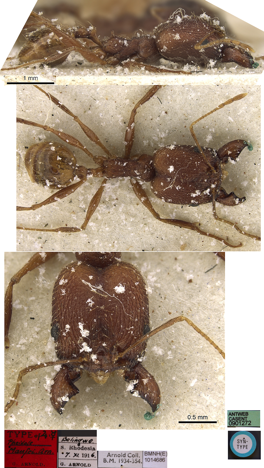 Pheidole maufei major