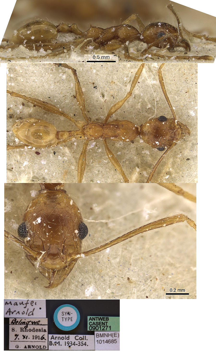 {Pheidole maufei minor}