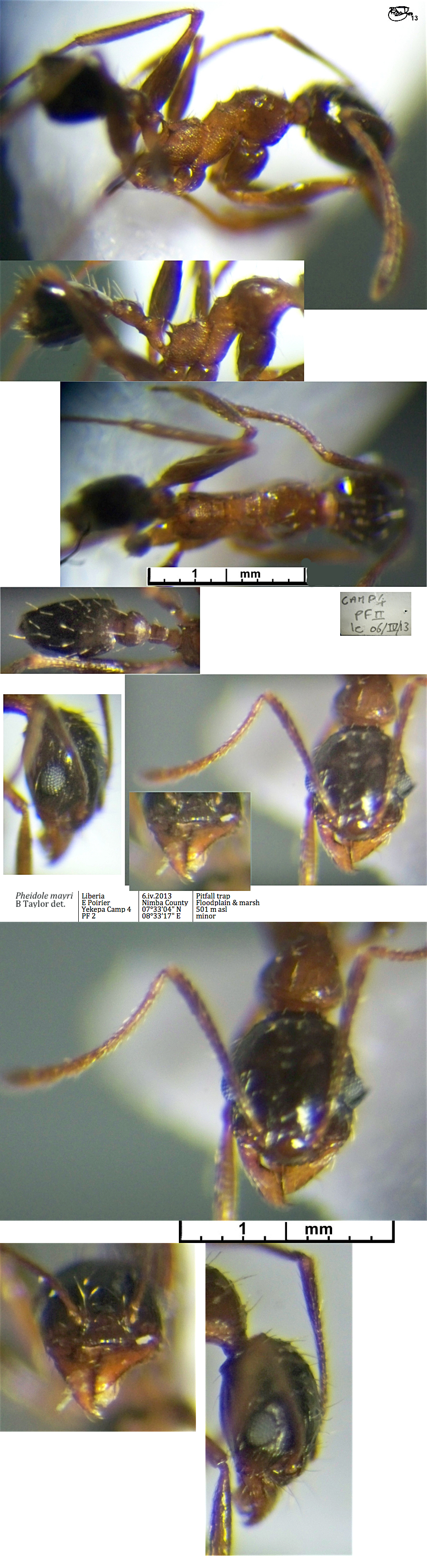 {Pheidole mayri minor}