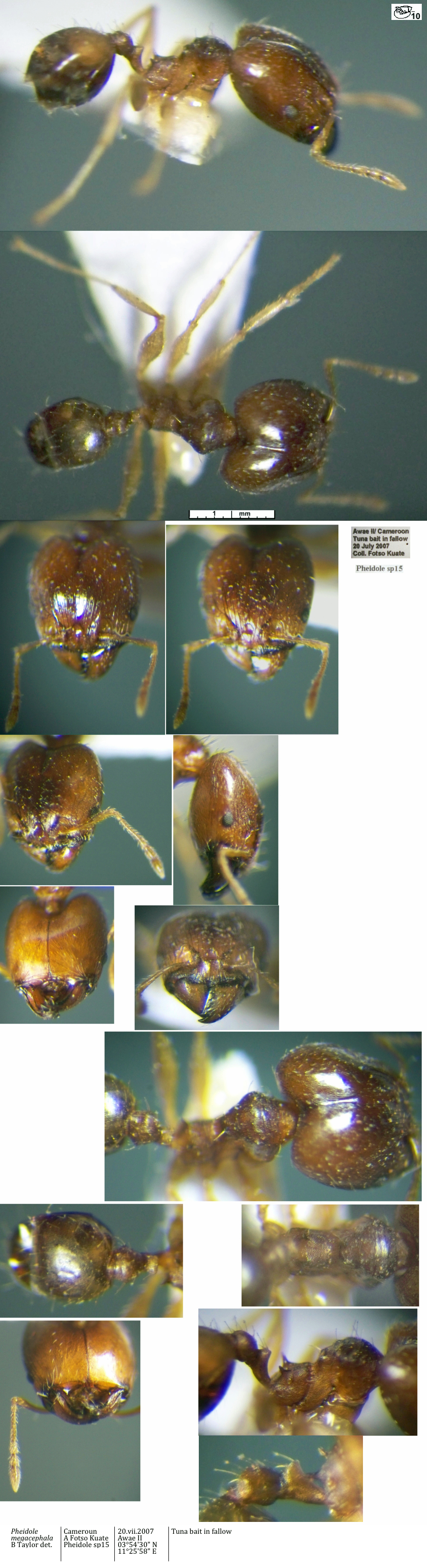 {Pheidole megacephala major}