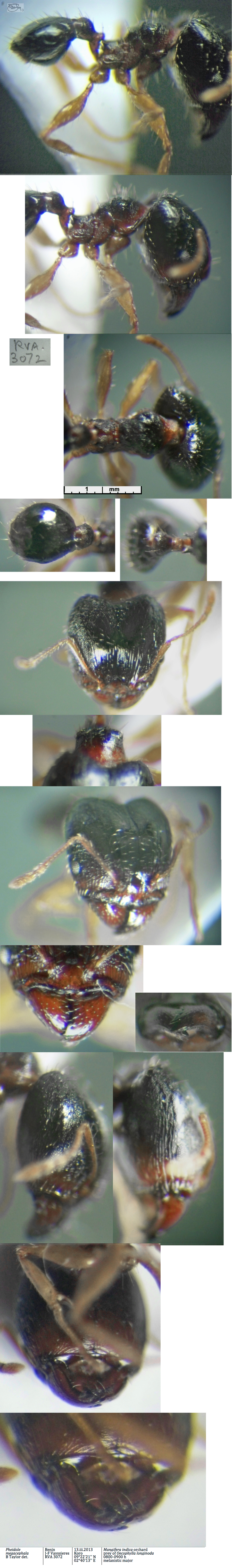 {Pheidole megacephala major}