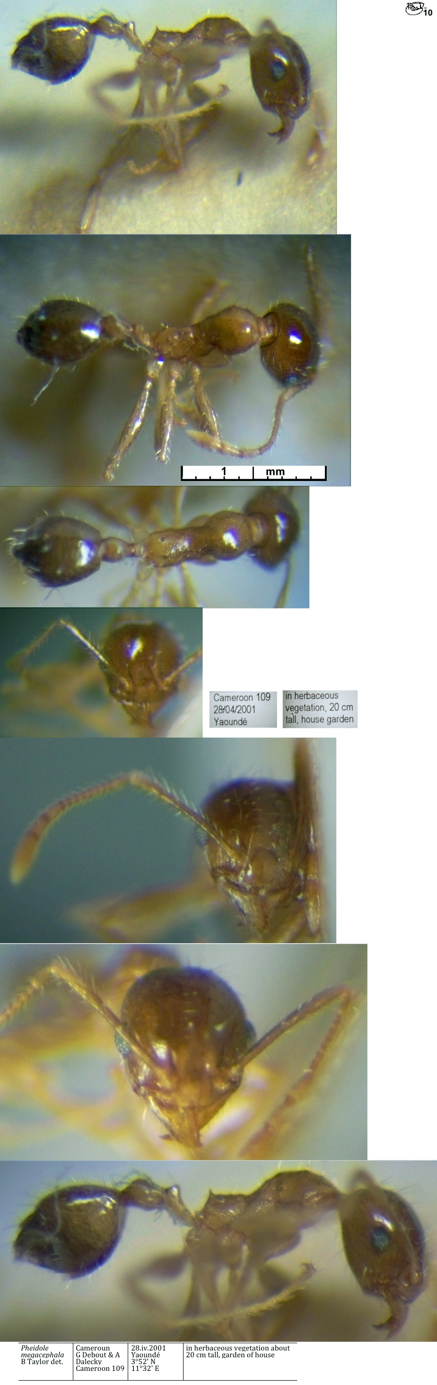 {Pheidole megacephala minor}