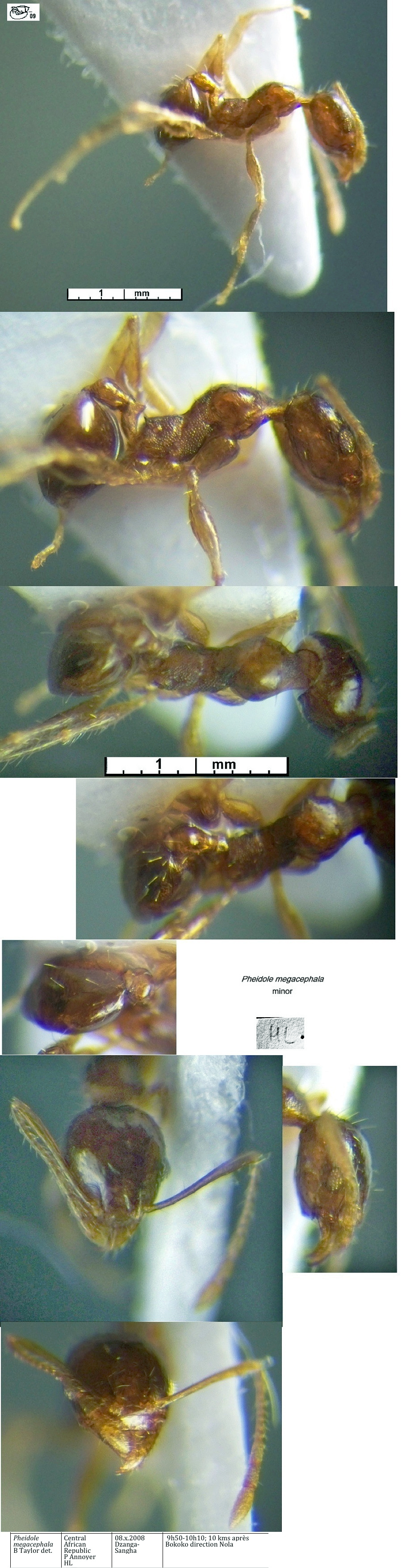 {Pheidole megacephala minor}