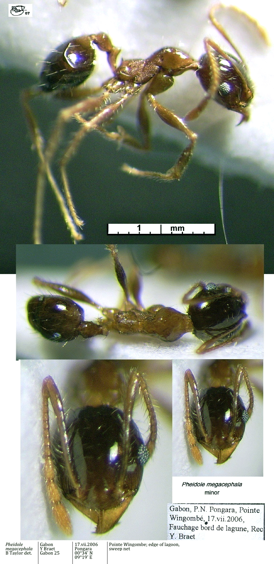 {Pheidole megacephala minor}