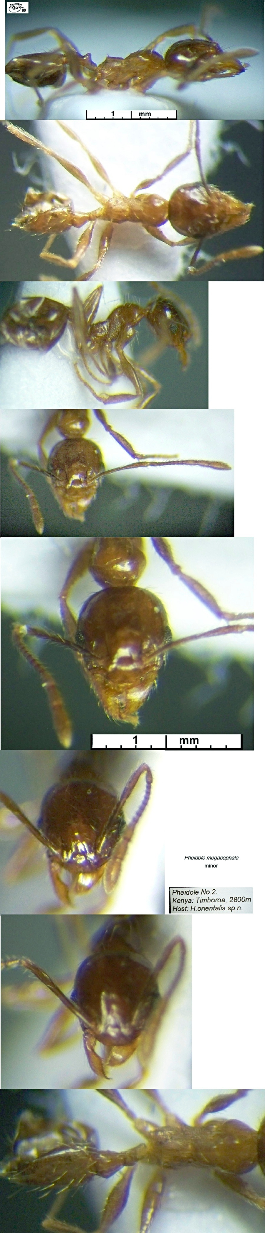 {Pheidole megacephala minor}