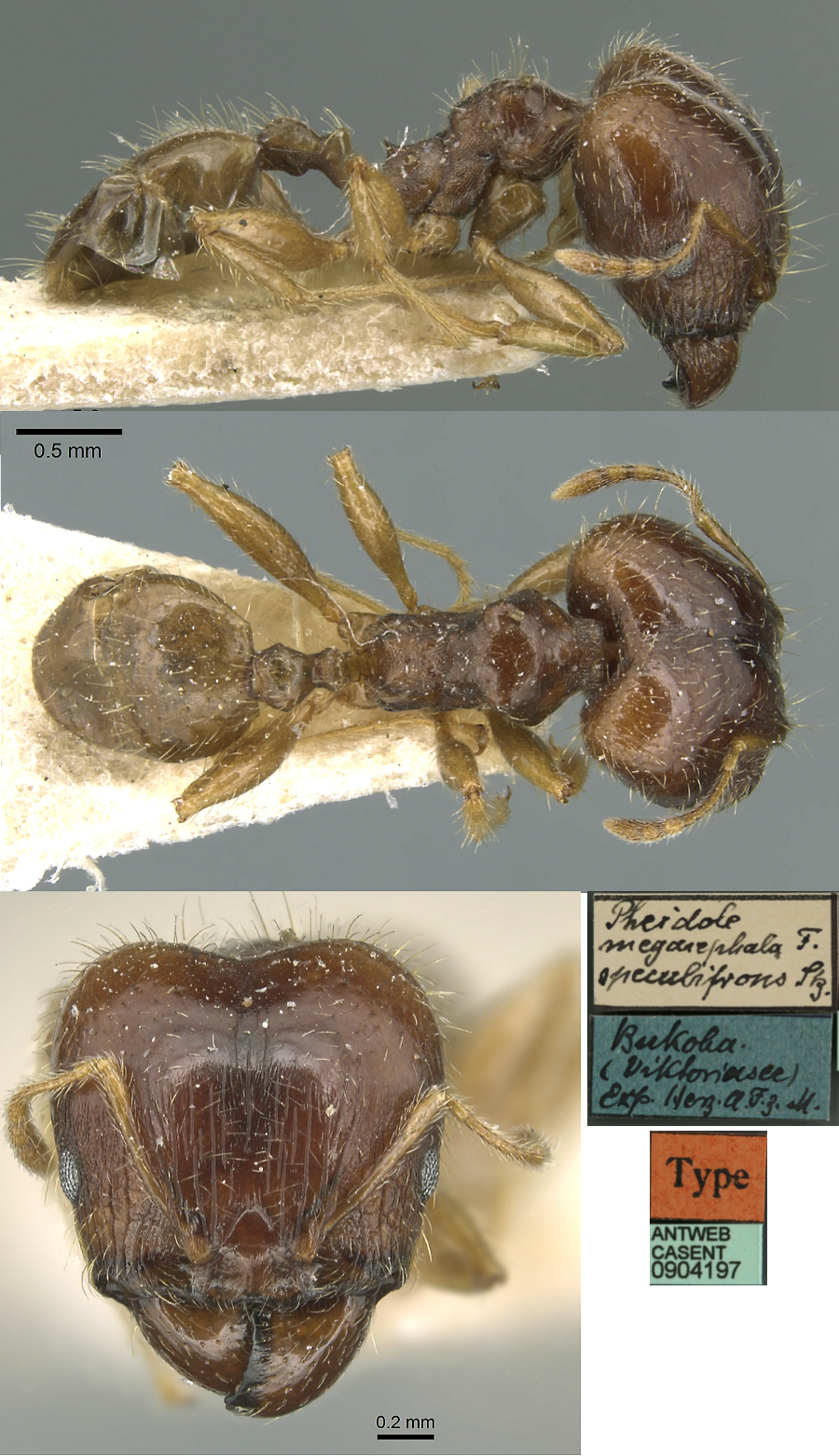 {Pheidole megacephala speculifrons minor