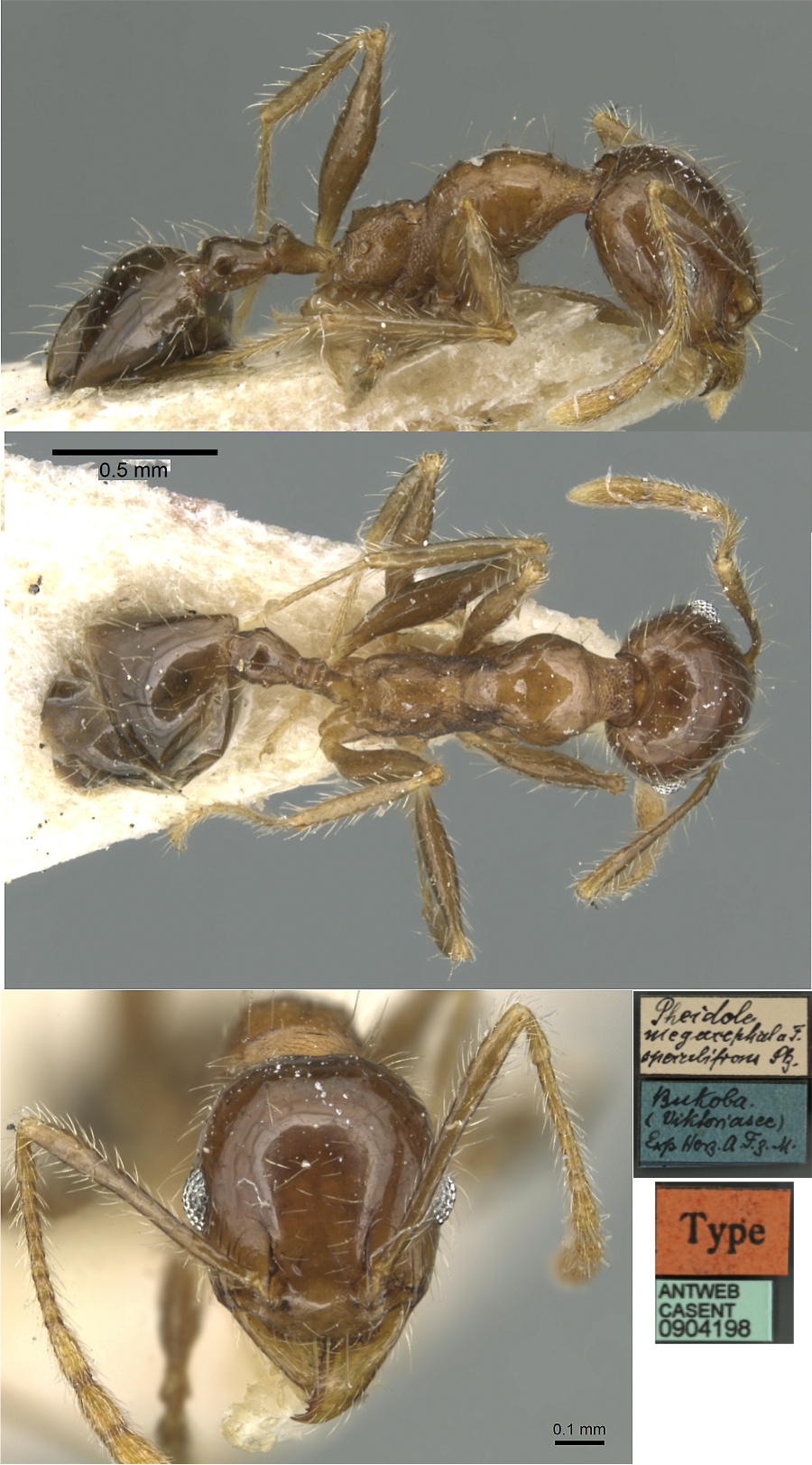 {Pheidole megacephala speculifrons minor