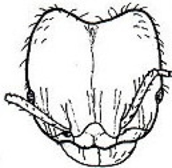 {Pheidole megacephala face}