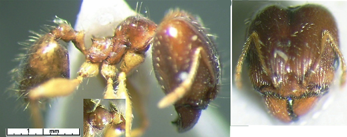 Pheidole megacephala