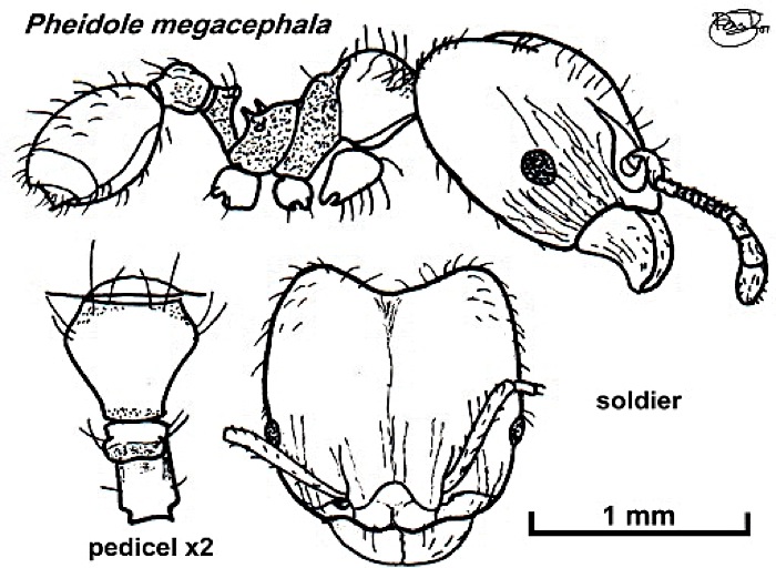 {Pheidole megacephala}