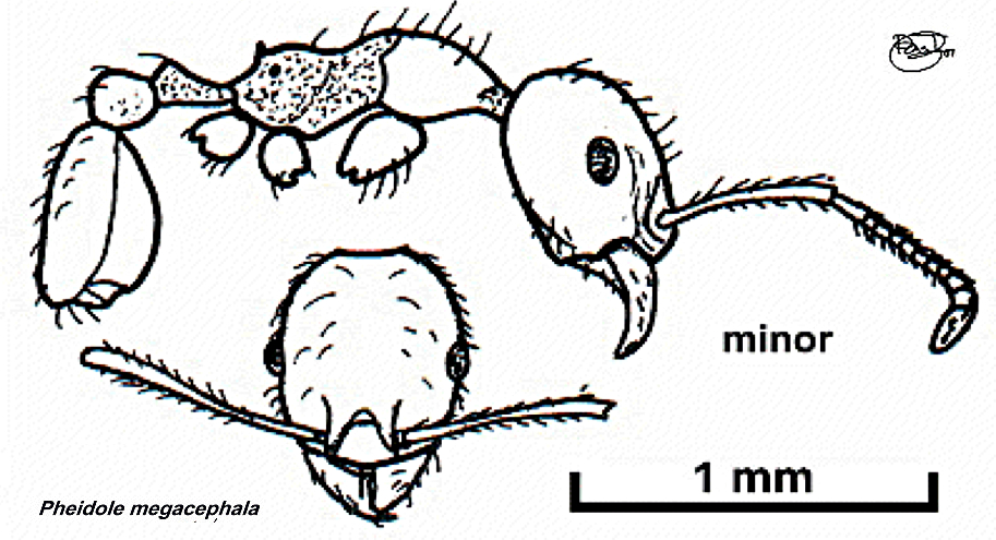 {Pheidole megacephala minor}