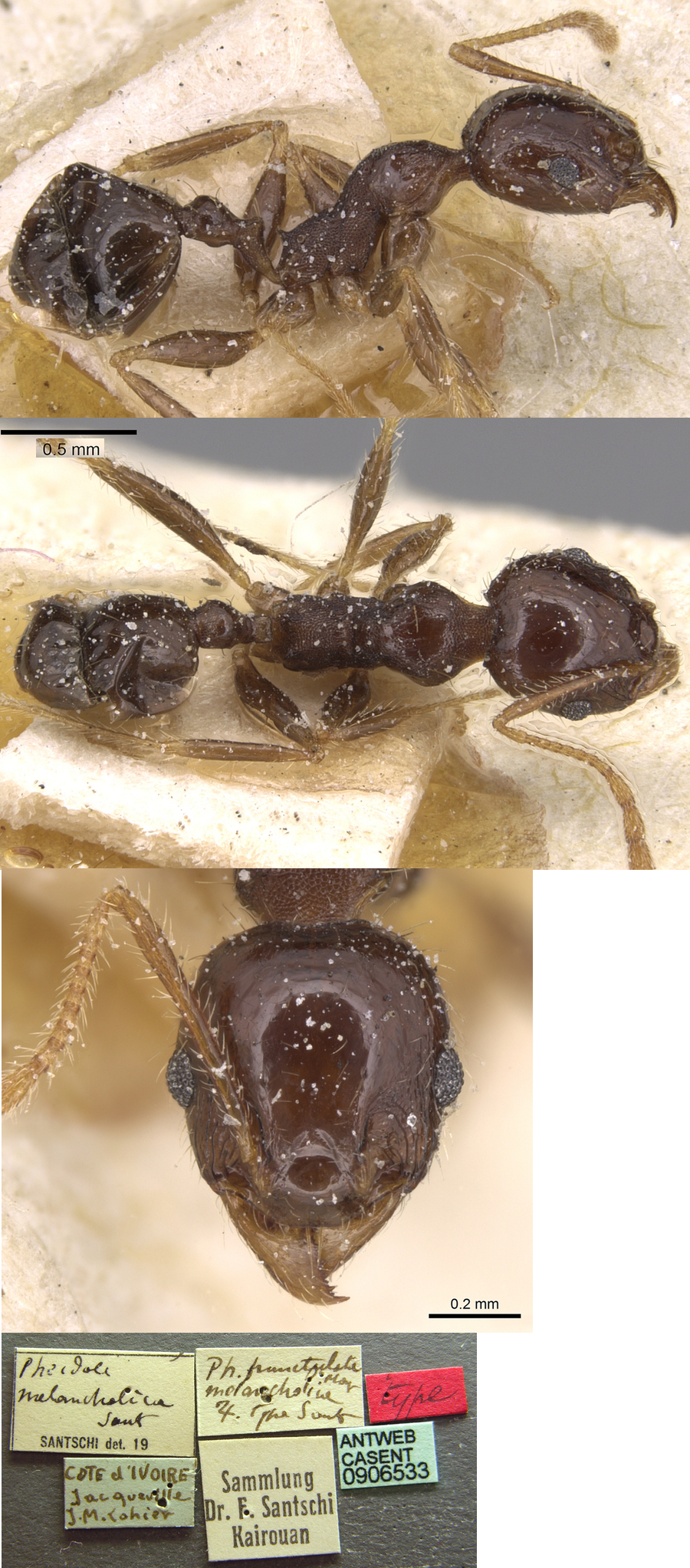 Pheidole melancholica minor