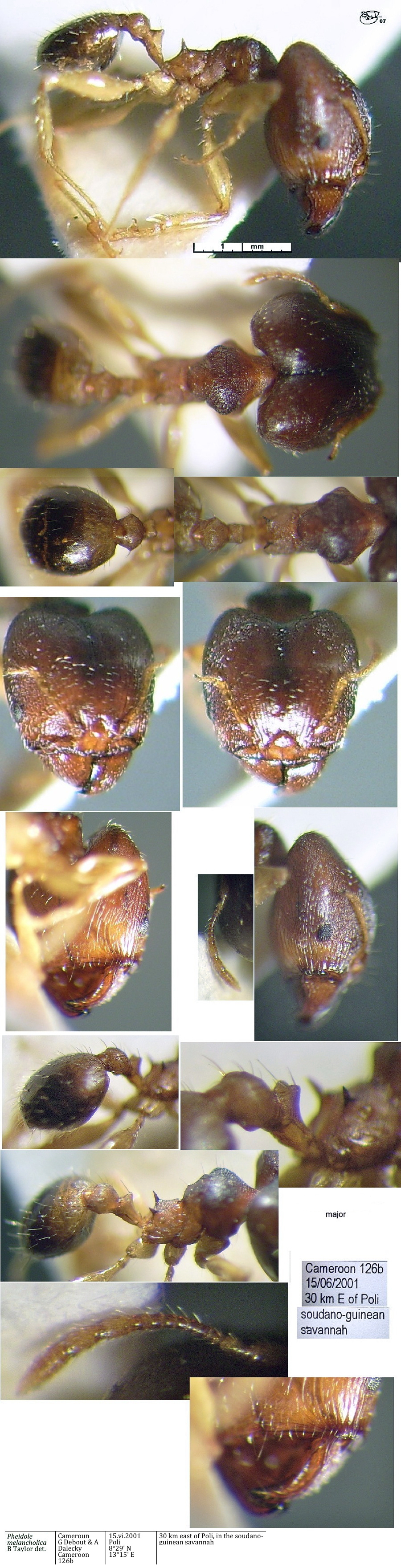 {Pheidole species Cameroon 126b}