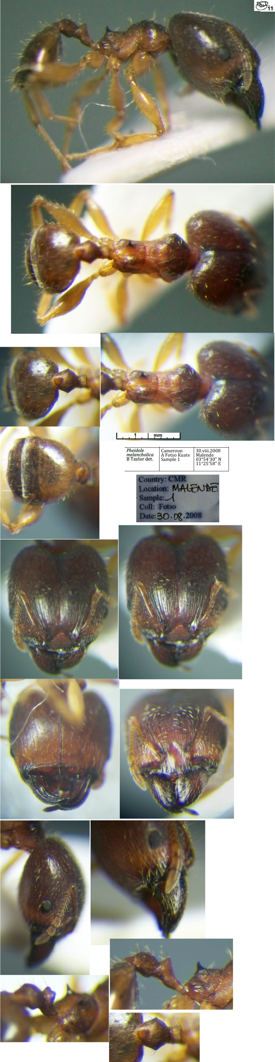 {Pheidole melancholica major}