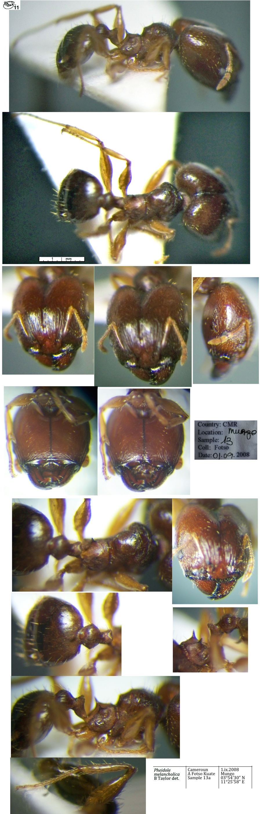 {Pheidole melancholica major}