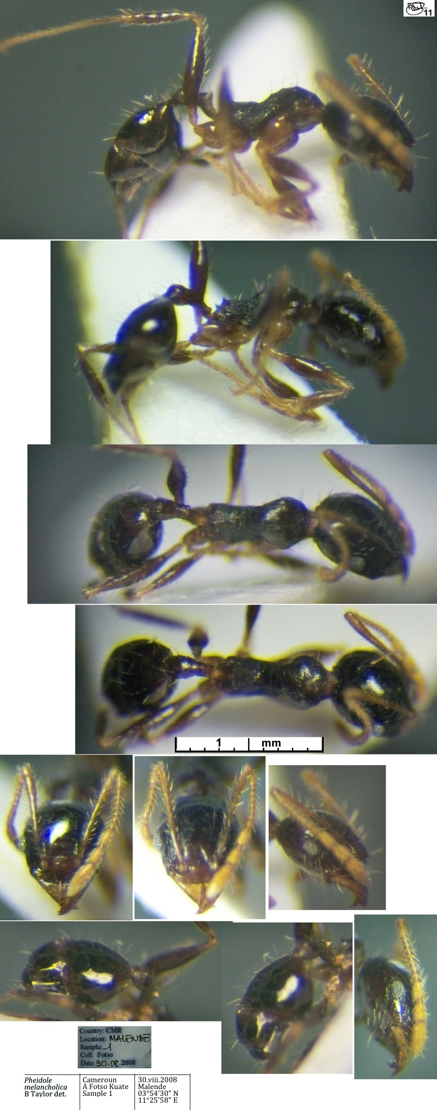 {Pheidole melancholica minor}