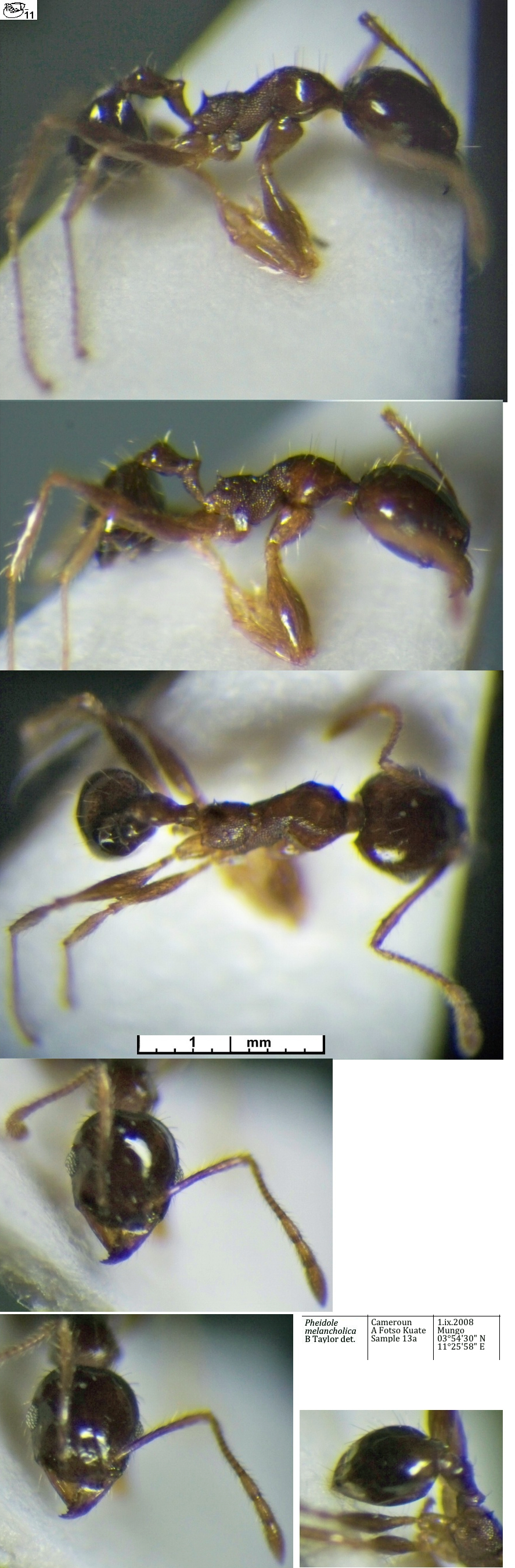 {Pheidole melancholica minor}