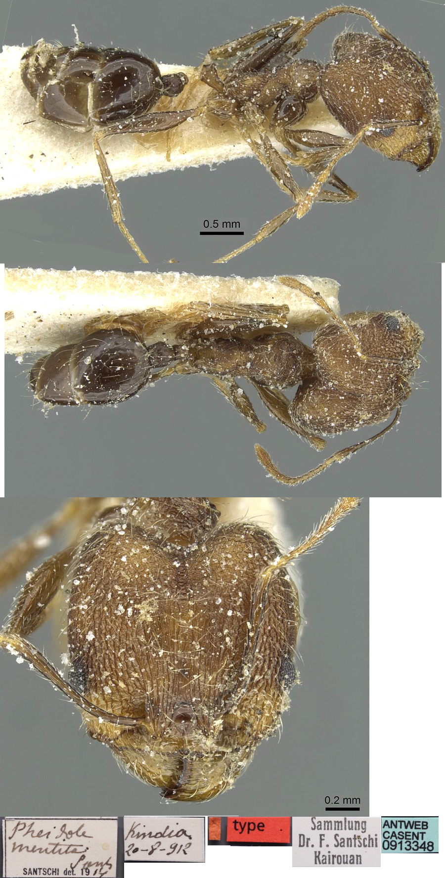 Pheidole mentita major