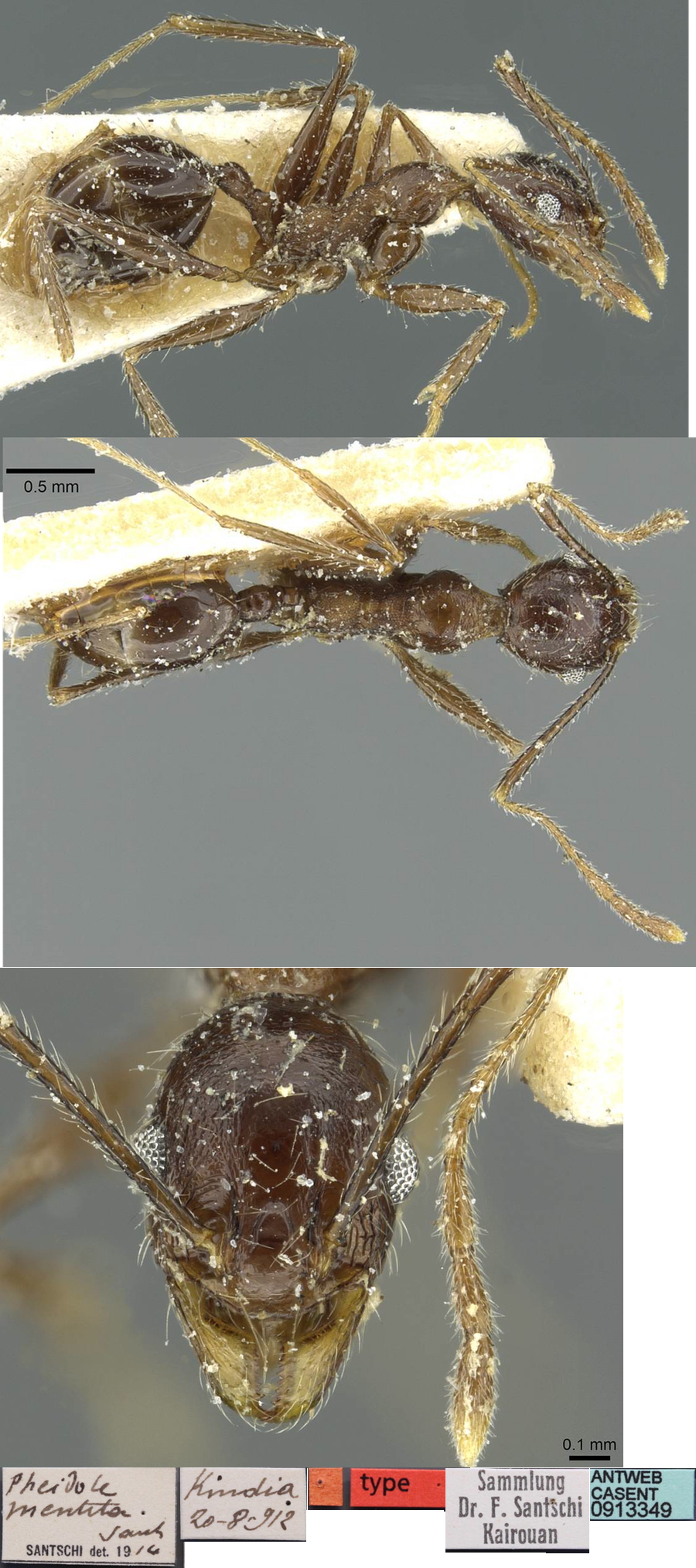 {Pheidole mentita minor