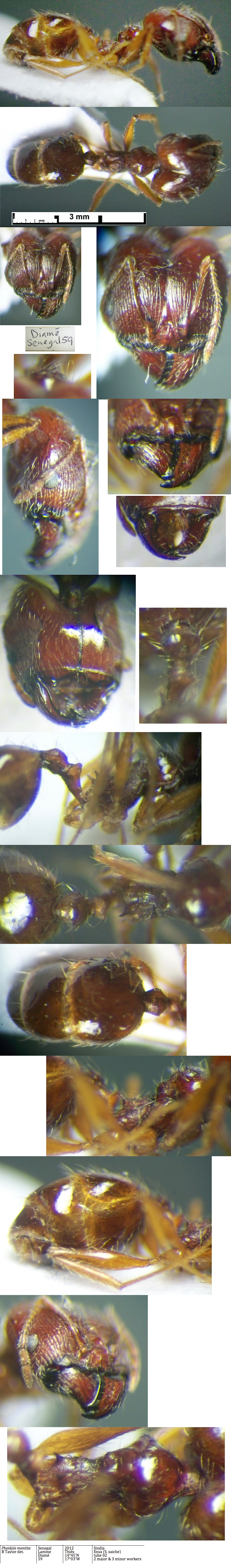 {Pheidole mentita major}