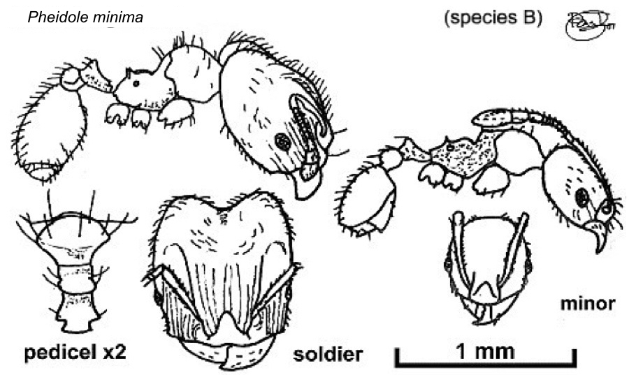 {Pheidole minima}